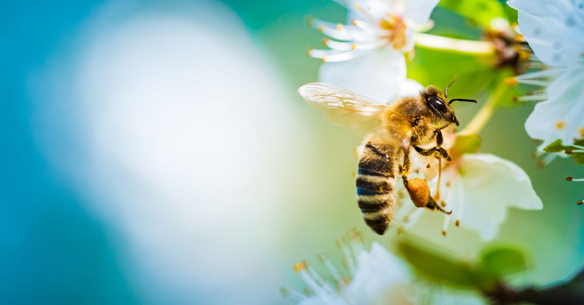 Bienen schützen in Pforzheim: Tipps für den Garten