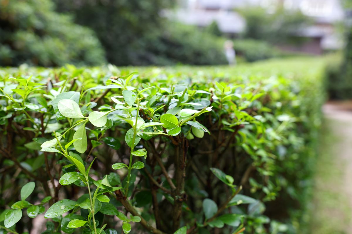 Hecke schneiden: Wann erlaubt? Schonzeit & beste Zeit