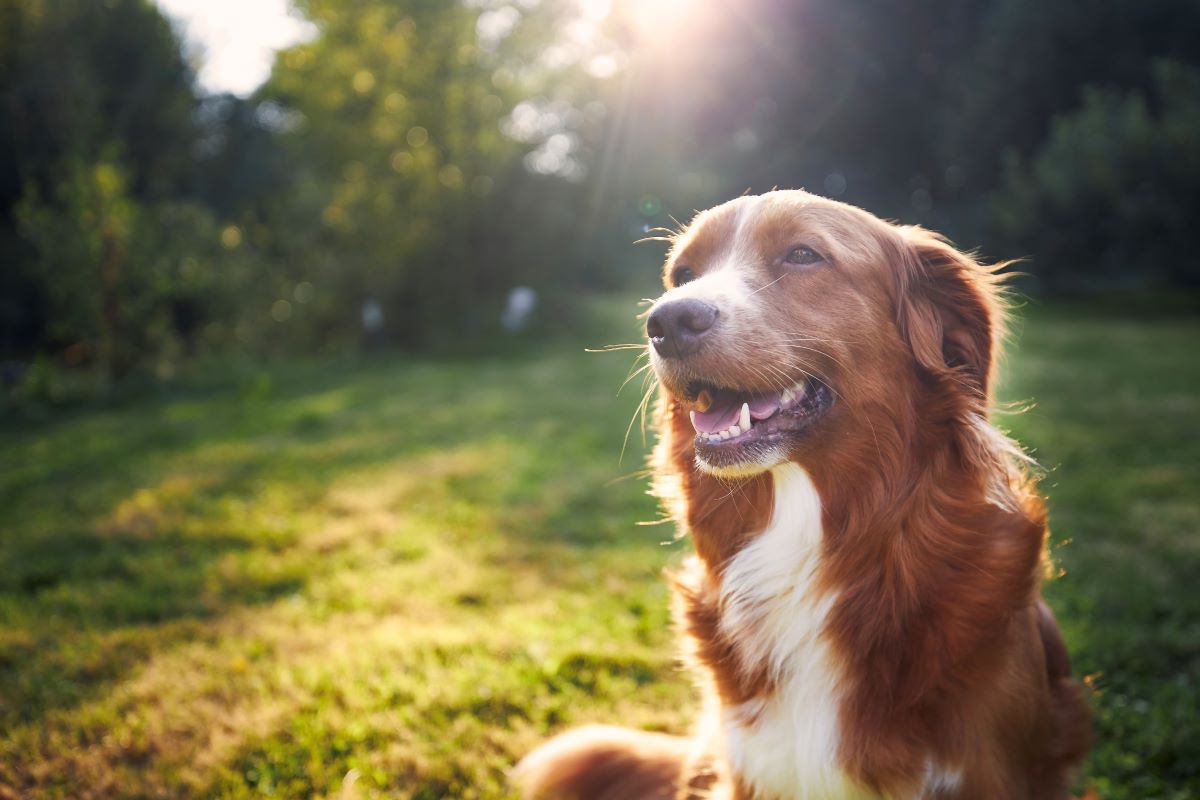 Hund vermisst in Pforzheim — Erste Schritte und Tipps