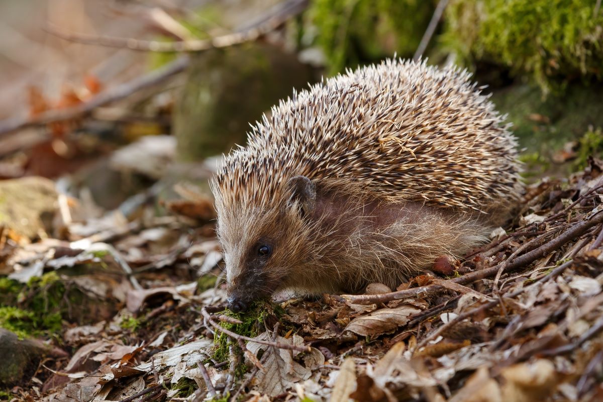 Igel im Garten Pforzheim: So helfen Sie richtig